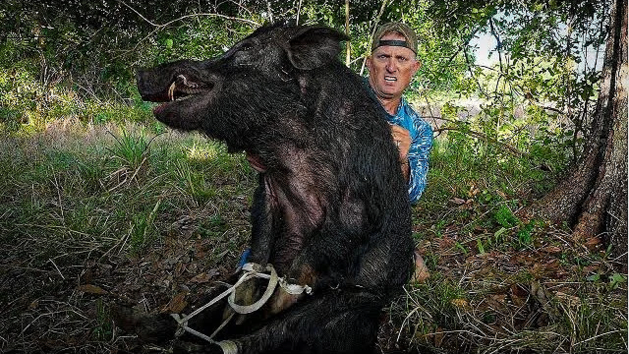 Trapping Gigantic Wild Boar! {using Broken Home-made Trap}