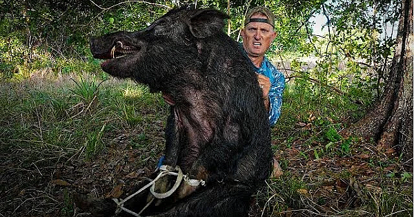 Trapping Gigantic Wild Boar! {using Broken Home-made Trap}