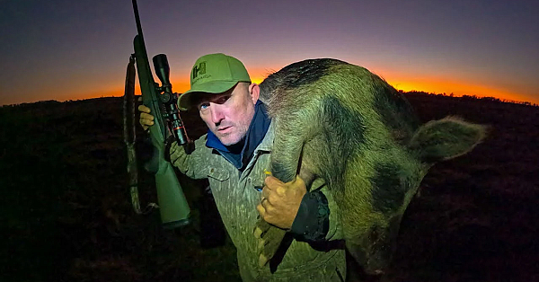 Building A Huge Wild Boar Trap! {catch Clean Cook} Feral Hogs Are Taking Over The Ranch!