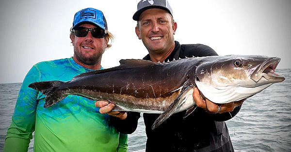 Cobia Fishing With Ultra Light Spinners! {catch Clean Cook} Insane Cobia Sushi Roll!!