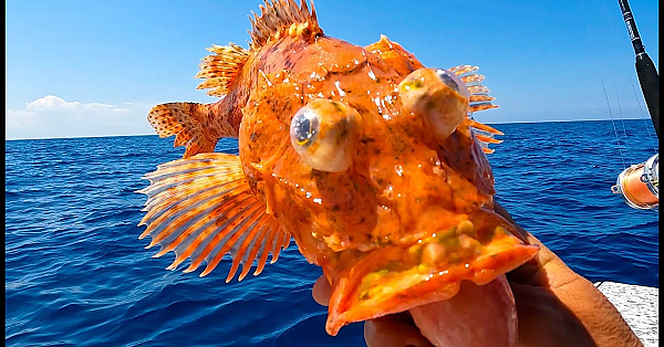 What The Heck Is This? Rob Needs10 Fish {catch Clean Cook} If It Were Easy, Everybody Would Do It!