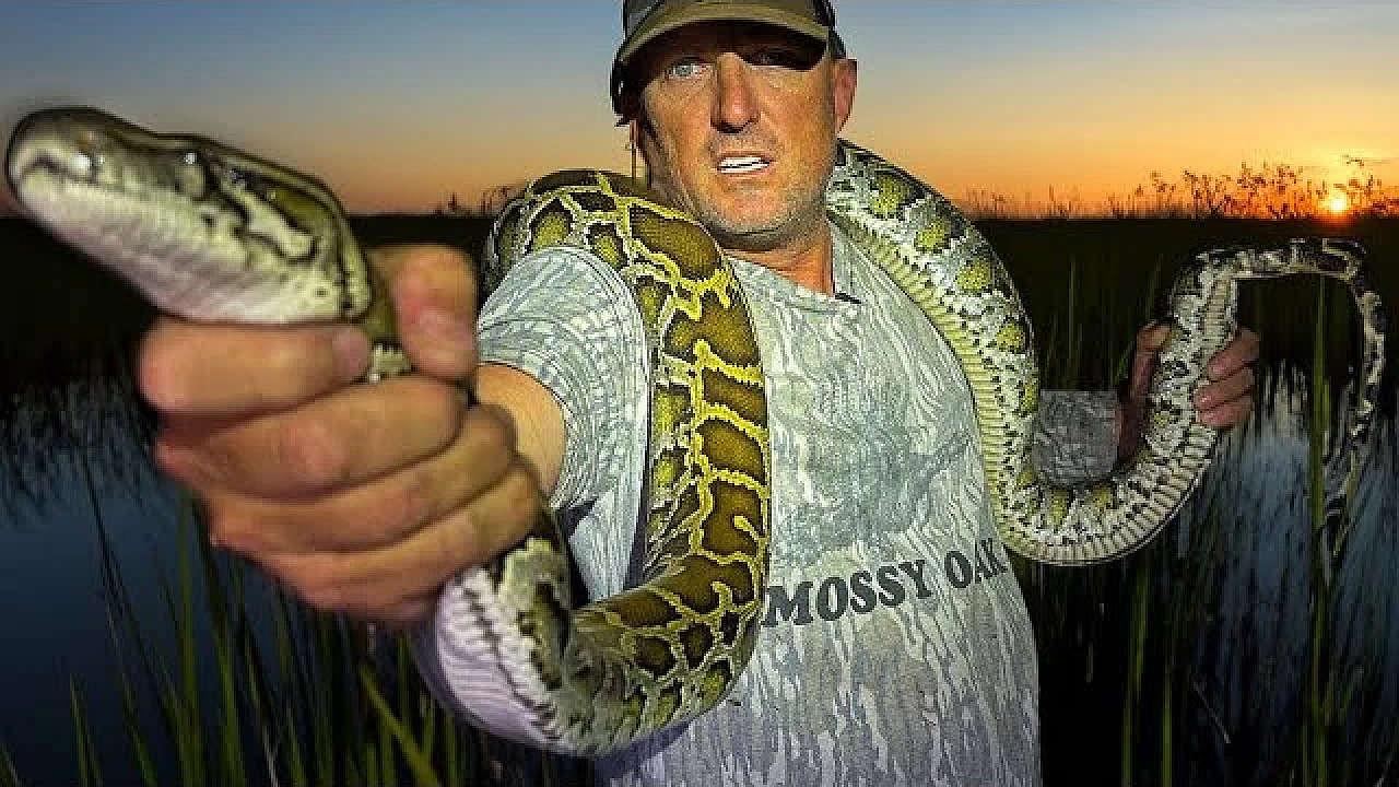 This Snake Is Killing The Everglades!!!
