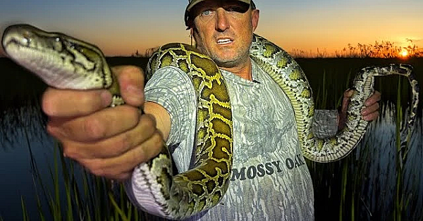 This Snake Is Killing The Everglades!!!