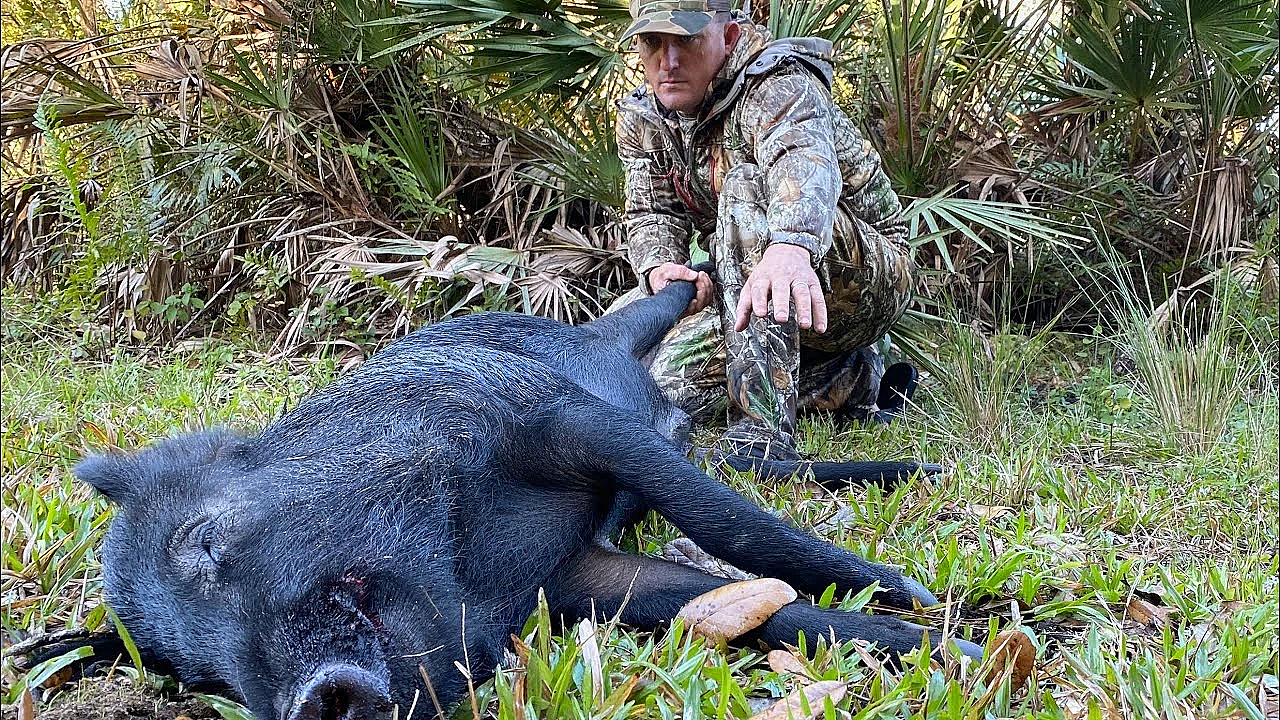 Wild Boar Hunting With 6.5 Creedmoor {catch Clean Cook} Slow Roasted Organic Pork Ham