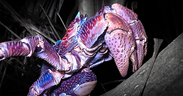 World's Largest Coconut Crab {catch Clean Cook} Asuncion Island, Cnmi