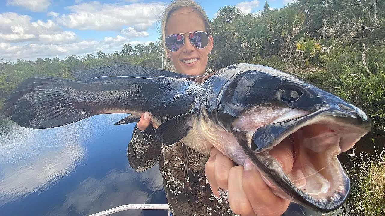 Mud-fish &amp; Wild Boar Trapping {catch Clean Cook} Mudfish Mandalay