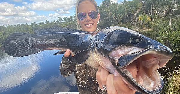 Mud-fish &amp; Wild Boar Trapping {catch Clean Cook} Mudfish Mandalay