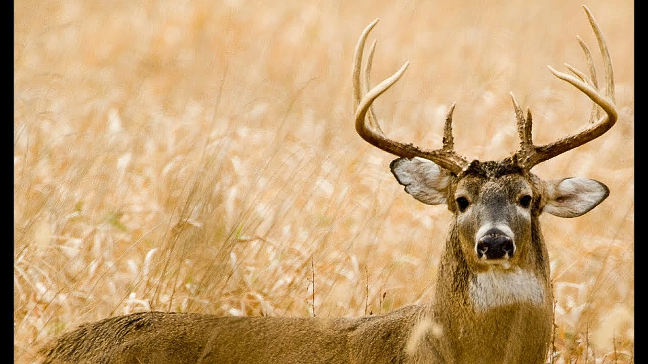 Archery Buck Hunt!!! {catch Clean Cook} Braised Venison Shank