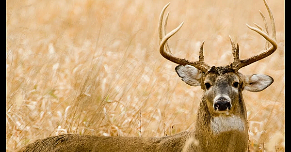 Archery Buck Hunt!!! {catch Clean Cook} Braised Venison Shank