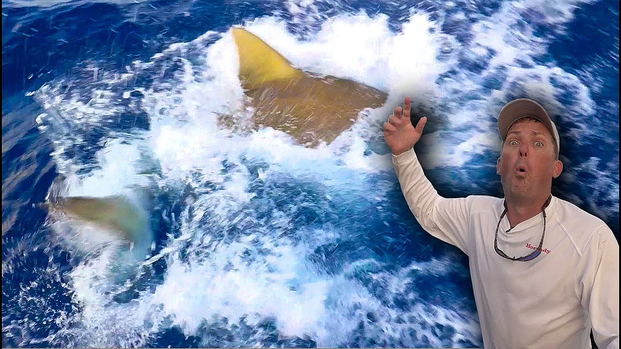 Giant Bull Shark Inhales Massive Barracuda!!! {catch Clean Cook}