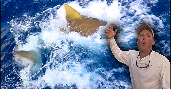Giant Bull Shark Inhales Massive Barracuda!!! {catch Clean Cook}