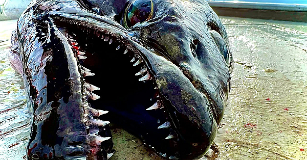 We Caught Monsters From The Deep! {catch Clean Cook} Arrowtooth Stew