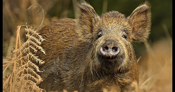 Wild Pig {catch Clean Cook} Whole Roasted Wild Boar