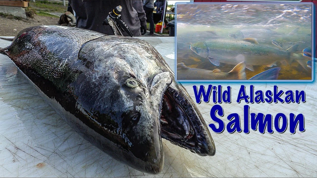 Wild Alaskan King &amp; Red Salmon {catch Clean Cook} The Most Amazing Fish!!!