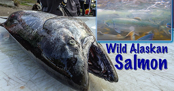 Wild Alaskan King &amp; Red Salmon {catch Clean Cook} The Most Amazing Fish!!!