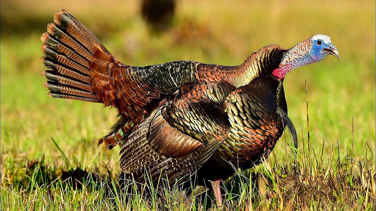 3 Awesome Turkey Hunts In One Epic Video! {catch Clean Cook} Wild Turkey Fried Rice N' Stuff