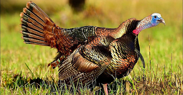 3 Awesome Turkey Hunts In One Epic Video! {catch Clean Cook} Wild Turkey Fried Rice N' Stuff