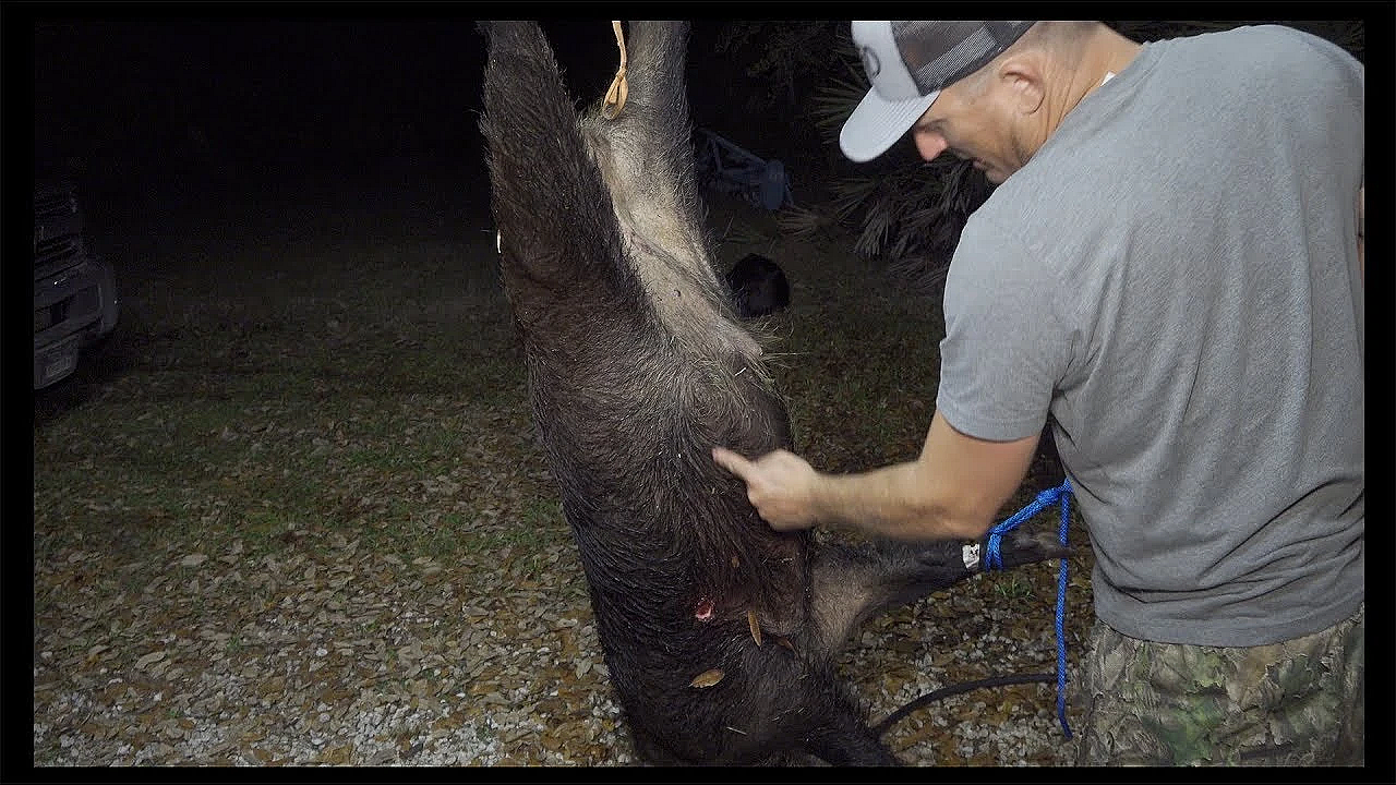 How To Cape And Halve A Monster Wild Boar!