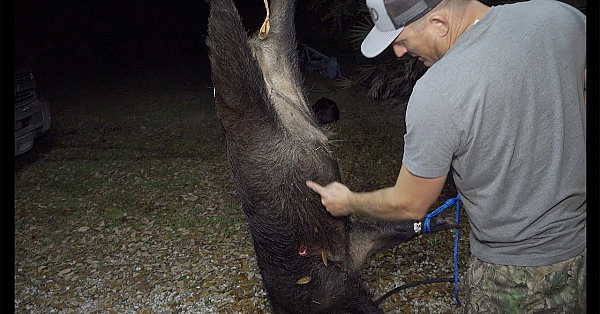 How To Cape And Halve A Monster Wild Boar!