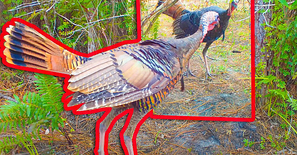 Wild Animals Freaking Out To Mirror!!!