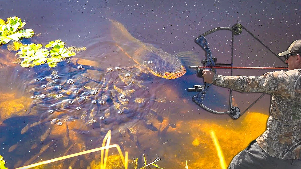 Snake Head Bowfishing Challenge! Bluegabe Vs. Deermeatfordinner {catch Clean Cook}
