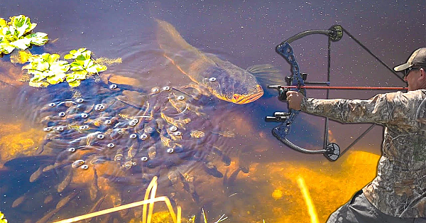 Snake Head Bowfishing Challenge! Bluegabe Vs. Deermeatfordinner {catch Clean Cook}