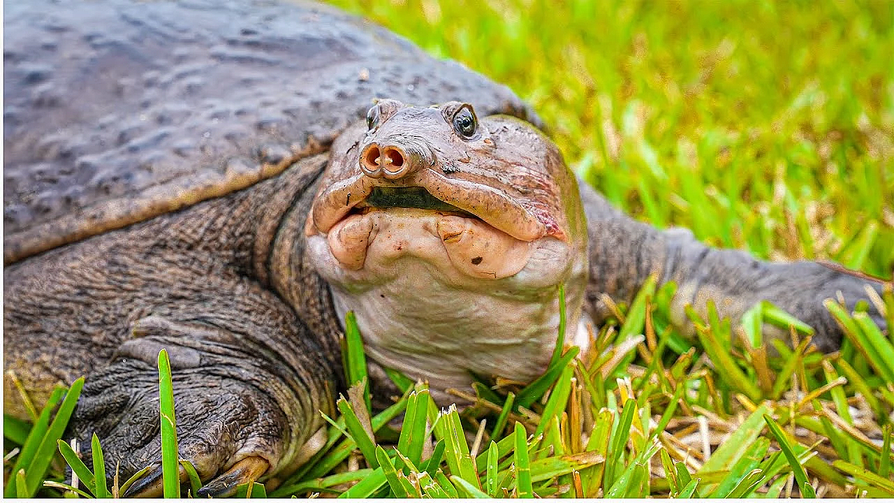Snappin' Turtle {catch Clean Cook} Spanish Chicharrón