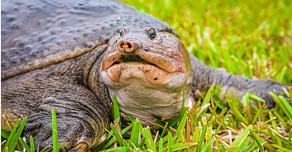 Snappin' Turtle {catch Clean Cook} Spanish Chicharrón