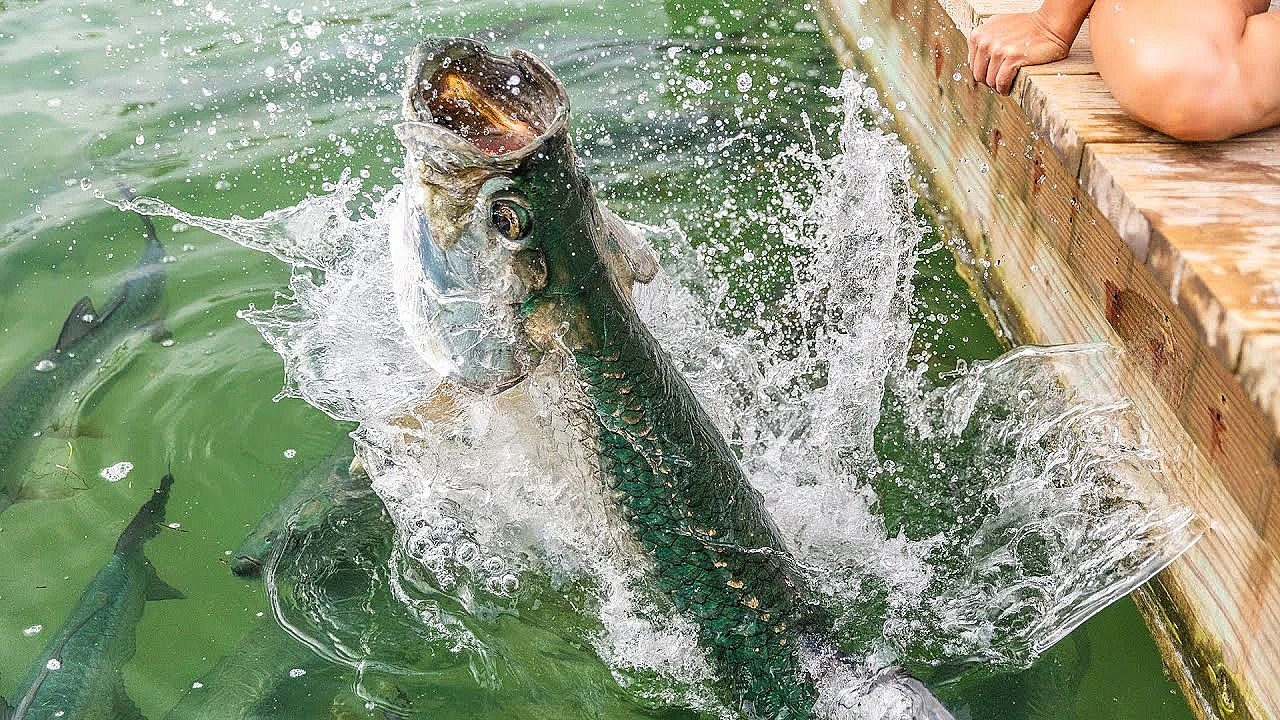 Massive Tarpon &amp; Shrimp {catch Clean Cook} Cheesy Shrimp N' Macaroni