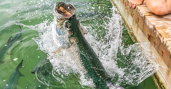 Massive Tarpon &amp; Shrimp {catch Clean Cook} Cheesy Shrimp N' Macaroni