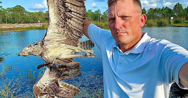Alligators are Killing the Ospreys! {Catch Clean Cook} So, We Killed the Alligators!