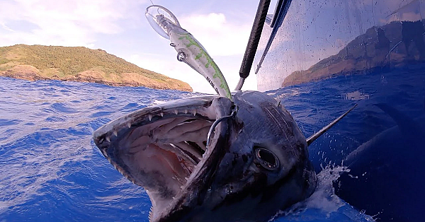 Epic Deep Sea Tuna Fishing!!! {catch Clean Cook} Kinsington Saipan / Northern Mariana Islands