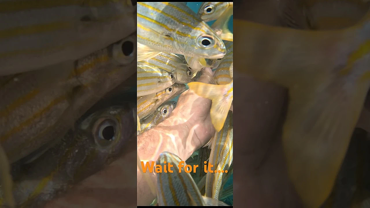 This Fish Ate My Hand! #shorts #viral #fish