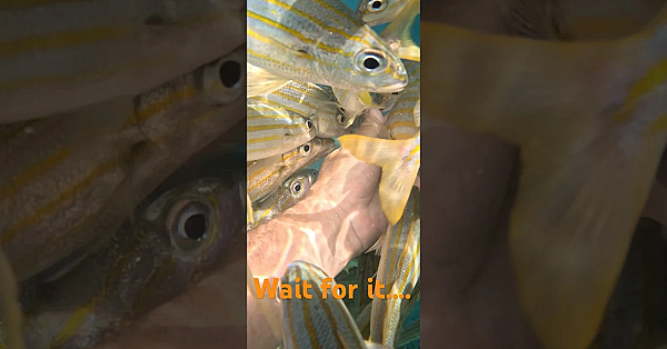 This Fish Ate My Hand! #shorts #viral #fish