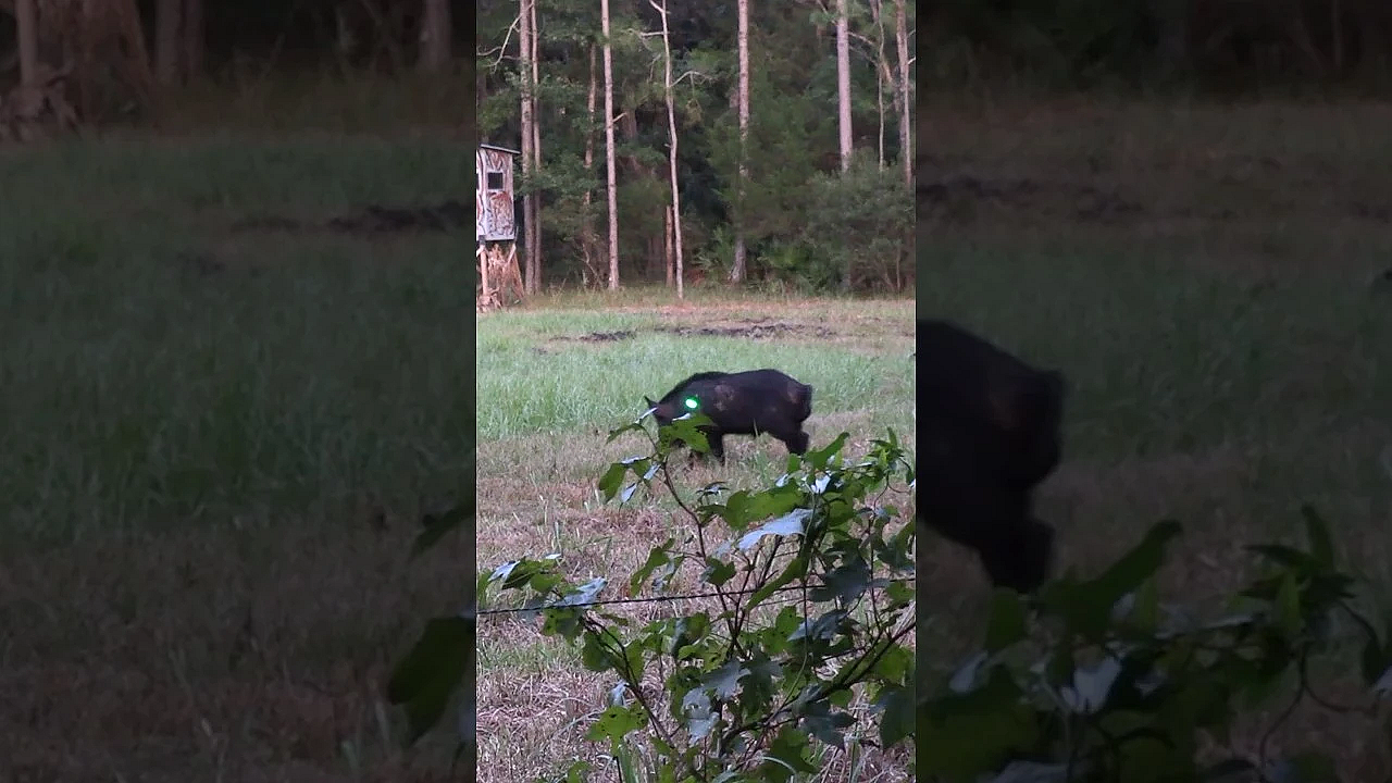 Giant Boar Vs Bow And Arrow! #shorts