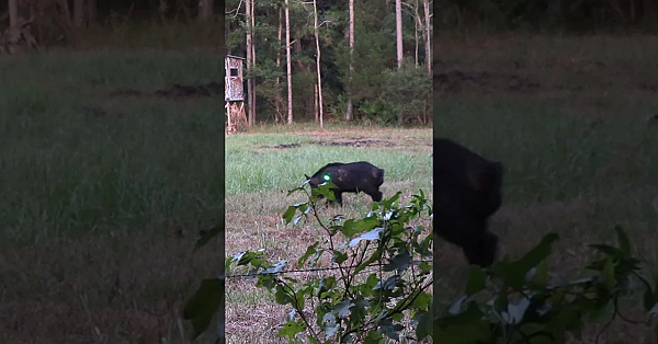 Giant Boar Vs Bow And Arrow! #shorts