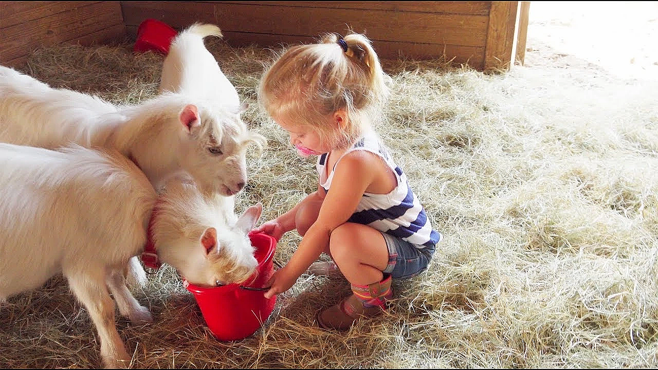 We Got Baby Goats!!!!! Plus The New House!!!