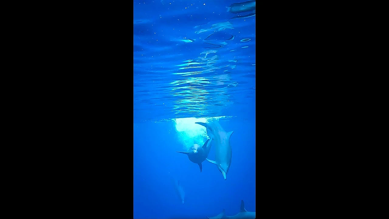 How Baby Dolphins Are Made! Wild Spinner Dolphin Mating! #shorts #neverseenbefore