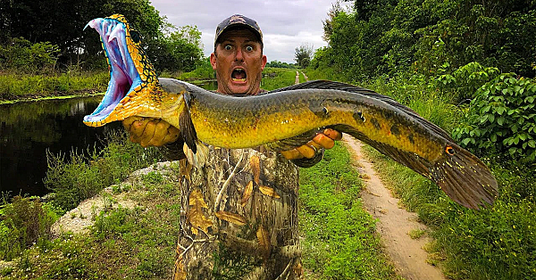 Snakehead {catch Clean Cook} This Fish Is Vicious!!!