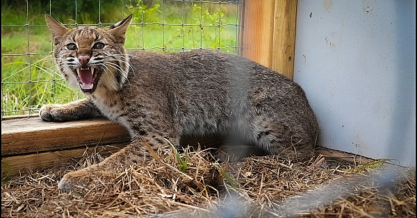 Trapping Wild Bobcat In Home Made Trap! {catch Clean Cook} Cast Iron Bobcat Loin