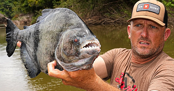 Vicious Or Delicious? Huge Pirahna! {catch Clean Cook} Spicy Pepper Pot