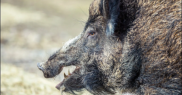 Catching Wild Boar With Orange Jello!!! {what Is The Best Bait For Massive Wild Boar}