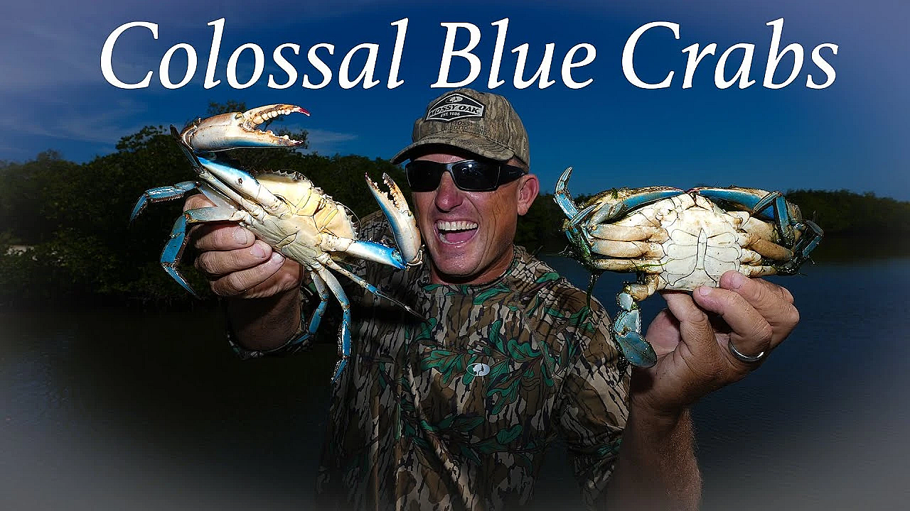 Colossal Blue Crabs In A New Area!!! {catch Clean Cook} Fresh Caught Vs Store Bought