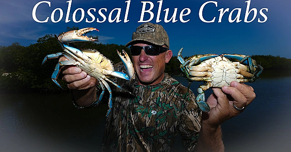 Colossal Blue Crabs In A New Area!!! {catch Clean Cook} Fresh Caught Vs Store Bought