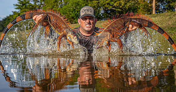 Giant Iguanas Are In Full Rut In Florida! {catch Clean Cook} Fried Iguana Fitters