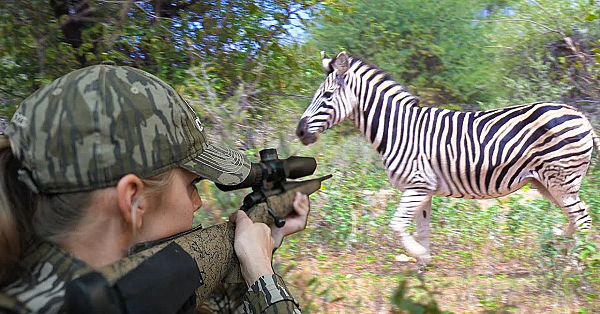 Wild African Zebra {catch Clean Cook} Hunters Are The Real Conservationist