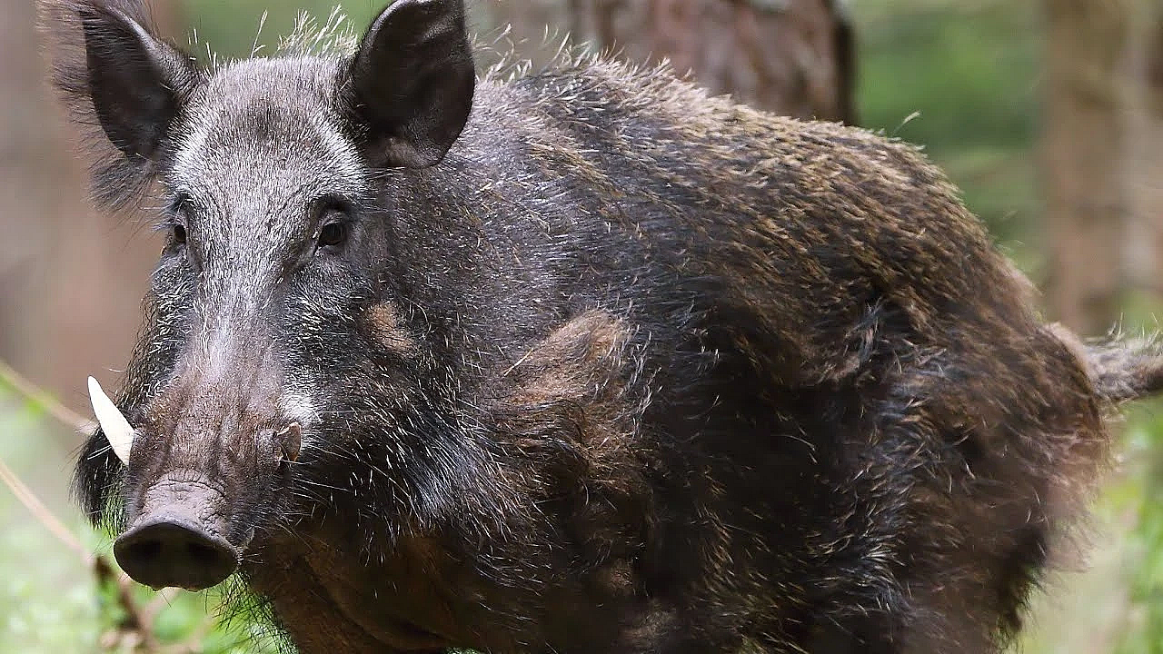 Trapping Wild Boar In Home-made Trap Goes Totally Wrong!