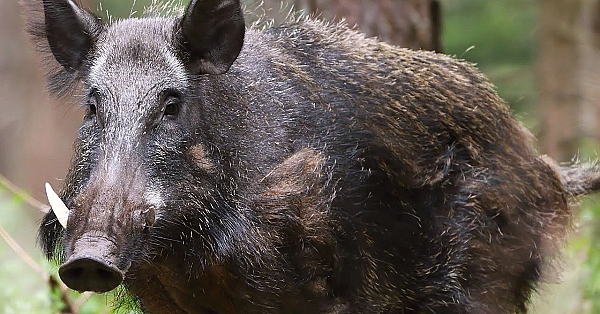 Trapping Wild Boar In Home-made Trap Goes Totally Wrong!