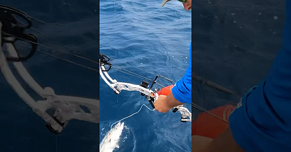 Bowfishing For Kingfish!  #cajunbowfishing