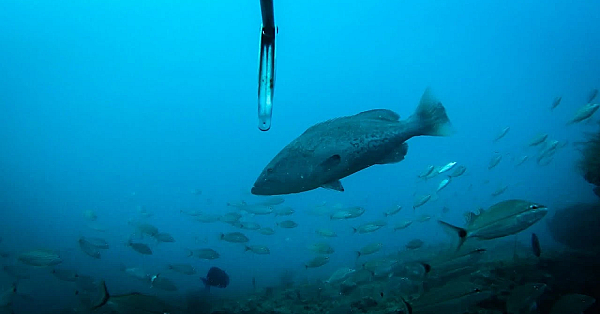 Spearfishing {catch Clean Cook} White Bread Tacos With Sambal Aioli